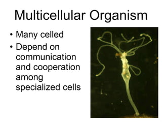 Multicellular Organism Many celled Depend on communication and cooperation among specialized cells 