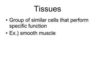 Tissues Group of similar cells that perform specific function Ex.) smooth muscle 