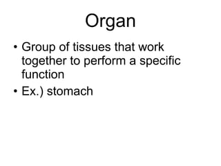 Organ Group of tissues that work together to perform a specific function Ex.) stomach 