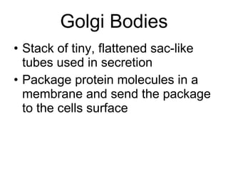 Golgi Bodies Stack of tiny, flattened sac-like tubes used in secretion Package protein molecules in a membrane and send the package to the cells surface 