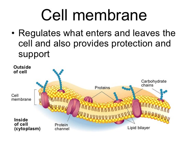 Biology - Chp 3 - Cells - PowerPoint