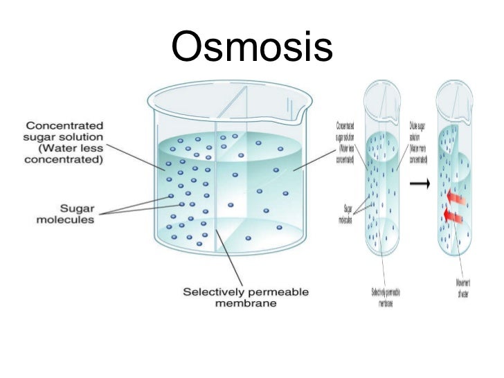 osmosis in er lumen
