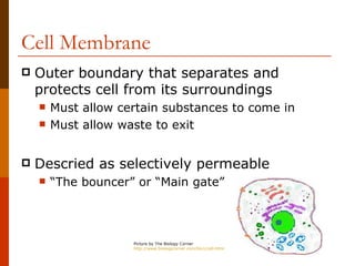 Cell Membrane
   Outer boundary that separates and
    protects cell from its surroundings
       Must allow certain substances to come in
       Must allow waste to exit


   Descried as selectively permeable
       “The bouncer” or “Main gate”




                     Picture by The Biology Corner
                     http://www.biologycorner.com/bio1/cell.html
 