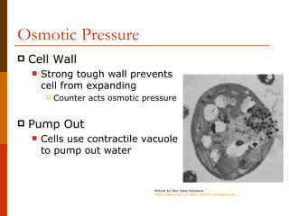 Osmotic Pressure
   Cell Wall
       Strong tough wall prevents
        cell from expanding
            Counter acts osmotic pressure


   Pump Out
       Cells use contractile vacuole
        to pump out water


                                    Picture by Non Ideal Solutions
                                    http://www.chem.ufl.edu/~itl/4411/colligative/lec_i.html
 