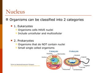 Nucleus
   Organisms can be classified into 2 categories
        1. Eukaryotes
               Organisms cells HAVE nuclei
               Include unicellular and multicellular

        2. Prokaryotes
               Organisms that do NOT contain nuclei
               Small single celled organisms




    Picture by Bacterial/Prokaryotic Phylogeny
    http://www.bacterialphylogeny.info/eukaryotes.html
 
