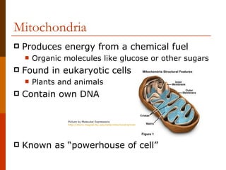 Mitochondria
   Produces energy from a chemical fuel
       Organic molecules like glucose or other sugars
   Found in eukaryotic cells
       Plants and animals
   Contain own DNA

                 Picture by Molecular Expressions
                 http://micro.magnet.fsu.edu/cells/mitochondria/mitochondria.html




   Known as “powerhouse of cell”
 