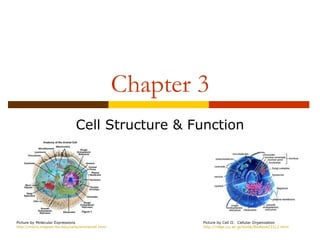 Chapter 3
                                Cell Structure & Function




Picture by Molecular Expressions                            Picture by Cell II: Cellular Organization
http://micro.magnet.fsu.edu/cells/animalcell.html           http://ridge.icu.ac.jp/biobk/BioBookCELL2.html
 