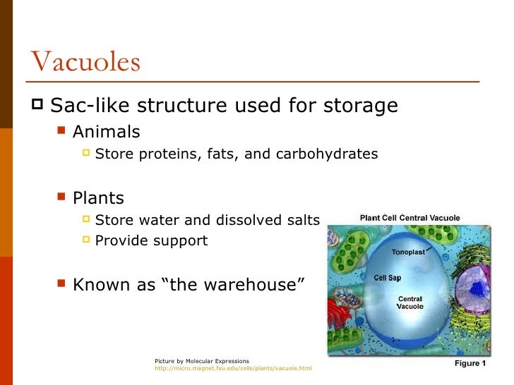 Vacuole Definition Science - Aflam-Neeeak