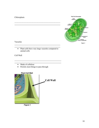 Chloroplasts

_______________________________________________
_______________________________________________




Vacuoles
_______________________________________________
_______________________________________________
   • Plant cells have very large vacuoles compared to
      animal cells

Cell Wall

________________________________________________
________________________________________________
   • Made of cellulose
   • Permits most things to pass through




                                   Cell Wall




                                                        10
 