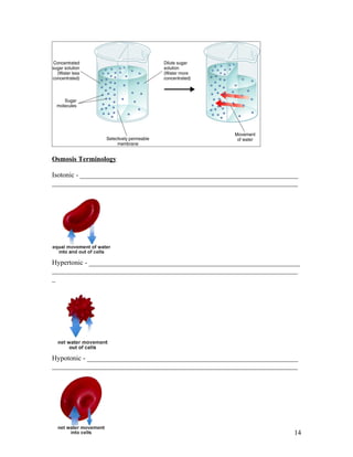 Osmosis Terminology

Isotonic - _______________________________________________________________
_______________________________________________________________________




Hypertonic - _____________________________________________________________
_______________________________________________________________________
_




Hypotonic - _____________________________________________________________
_______________________________________________________________________




                                                                        14
 