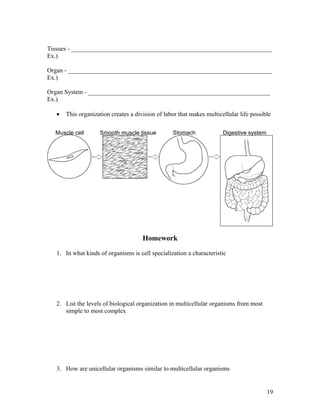 Tissues - ________________________________________________________________
Ex.)

Organ - _________________________________________________________________
Ex.)

Organ System - __________________________________________________________
Ex.)

   •   This organization creates a division of labor that makes multicellular life possible

  Muscle cell       Smooth muscle tissue          Stomach              Digestive system




                                      Homework

   1. In what kinds of organisms is cell specialization a characteristic




   2. List the levels of biological organization in multicellular organisms from most
      simple to most complex




   3. How are unicellular organisms similar to multicellular organisms


                                                                                          19
 