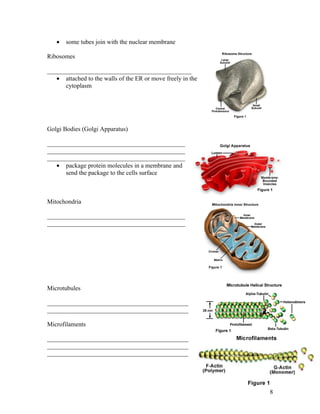 •   some tubes join with the nuclear membrane

Ribosomes

______________________________________________
   • attached to the walls of the ER or move freely in the
      cytoplasm




Golgi Bodies (Golgi Apparatus)

____________________________________________
____________________________________________
____________________________________________
   • package protein molecules in a membrane and
      send the package to the cells surface



Mitochondria

____________________________________________
____________________________________________




Microtubules

_____________________________________________
_____________________________________________

Microfilaments

_____________________________________________
_____________________________________________
_____________________________________________




                                                             8
 