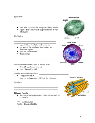 Lysosomes

_____________________________________________
_____________________________________________
_____________________________________________
   • fuses with food vacuoles to digest food into smaller
   • digest old cell structures to dispose of them or even
      entire cells

The Nucleus

_____________________________________________
_____________________________________________
   • separated by a double layered membrane
   • has pores in the membrane to permit certain
      chemicals to pass
   • holds the chromosomes
   • chromosomes - _____________________________
      _________________________________________
      _________________________________________
      _________________________________________

The nucleus contains two types of nucleic acids:
   • DNA (deoxyribonucleic acid)
   • RNA (ribonucleic acid)

Contains a smaller body called a ________________________________
   • Composed of RNA
   • Involved in the passage of RNA to the cytoplasm

Centrioles

_______________________________________________
_______________________________________________

Cilia and Flagella
    • Outward projections from the cell membrane used for
       locomotion

   cilia – short, hair-like
   flagella – longer, whip-like




                                                                    9
 