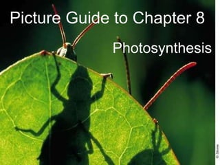 Picture Guide to Chapter 8 Photosynthesis 