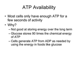 ATP Availability Most cells only have enough ATP for a few seconds of activity Why? Not good at storing energy over the long term Glucose stores 90 times the chemical energy of ATP Cells generate ATP from ADP as needed by using the energy in foods like glucose 