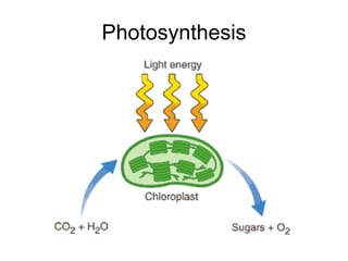 Photosynthesis 