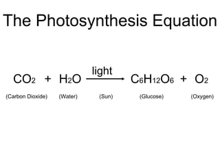 The Photosynthesis Equation CO 2 + H 2 O + C 6 H 12 O 6 O 2 light (Carbon Dioxide) (Water) (Sun) (Glucose) (Oxygen) 