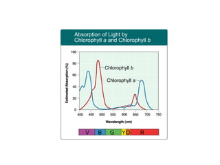Absorption of Light by Chlorophyll  a  and Chlorophyll  b Absorption of Light by Chlorophyll  a  and Chlorophyll  b V B G Y O R Chlorophyll  b Chlorophyll  a 