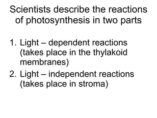 Scientists describe the reactions of photosynthesis in two parts Light – dependent reactions (takes place in the thylakoid membranes) Light – independent reactions (takes place in stroma) 