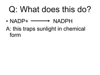 Q: What does this do? NADP+  NADPH  A: this traps sunlight in chemical  form 