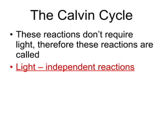 The Calvin Cycle These reactions don’t require light, therefore these reactions are called Light – independent reactions 