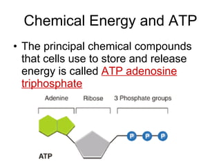 Chemical Energy and ATP The principal chemical compounds that cells use to store and release energy is called  ATP adenosine triphosphate 