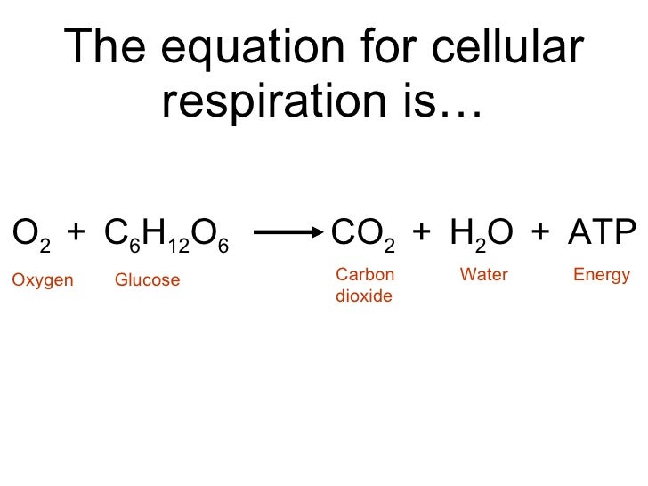Biology Chp 9 Respiration Powerpoint