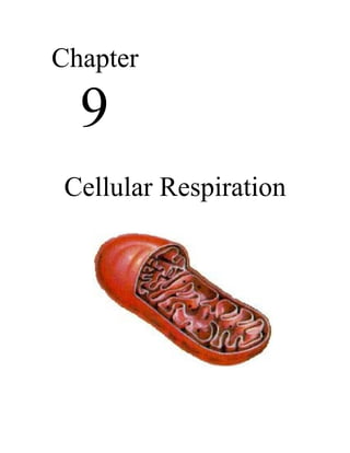 Chapter

  9
 Cellular Respiration
 