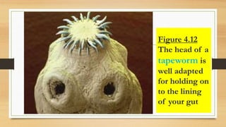 Figure 4.12
The head of a
tapeworm is
well adapted
for holding on
to the lining
of your gut
 