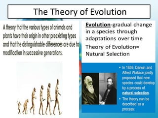 The Theory of Evolution