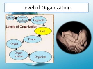 Level of Organization