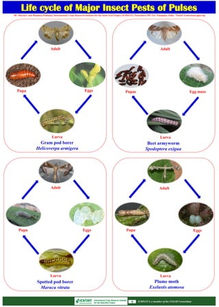 Life cycle of Major Insect Pests of Pulses
July 2014ICRISAT is a member of the CGIAR Consortium
Egg mass
Larva
EggsPupa
Adult
Spotted pod borer
Maruca vitrata
Larva
EggsPupa
Adult
Plume moth
Exelastis atomosa
ICRISAT is a member of the CGIAR Consortium
Larva
Pupae
Adult
Beet armyworm
Spodoptera exigua
Egg mass
Larva
EggsPupa
Adult
Gram pod borer
Helicoverpa armigera
HC Sharma* and Mandeep Pathania, International Crops Research Institute for the Semi-Arid Tropics (ICRISAT), Patancheru 502 324, Telangana, India. *Email: h.sharma@cgiar.org
 