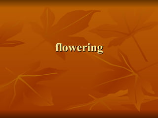 flowering 