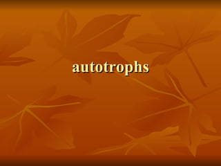 autotrophs 