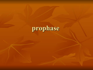 prophase  