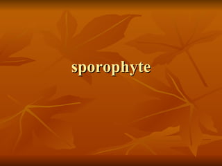 sporophyte 