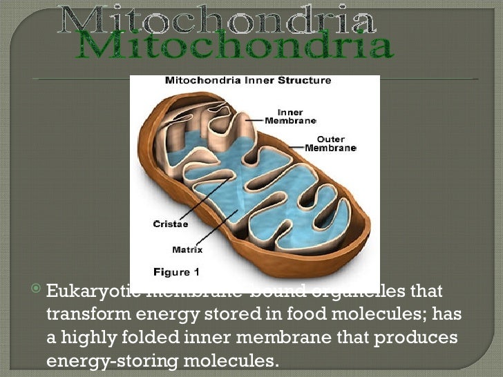 biology power point