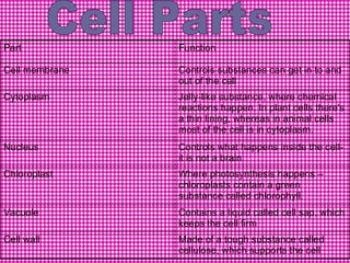 Cell Parts Made of a tough substance called cellulose, which supports the cell Cell wall Contains a liquid called cell sap, which keeps the cell firm Vacuole  Where photosynthesis happens – chloroplasts contain a green substance called chlorophyll.  Chloroplast Controls what happens inside the cell-it is not a brain Nucleus Jelly-like substance, where chemical reactions happen. In plant cells there's a thin lining, whereas in animal cells most of the cell is in cytoplasm. Cytoplasm Controls substances can get in to and out of the cell Cell membrane Function Part 