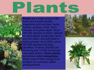 Plants Plants  are a major group of life forms and include familiar organisms such as trees, herbs, bushes, grasses, vines, ferns, mosses, and green algae. About 350,000 species of plants, defined as seed plants, bryophytes, ferns and fern allies, are estimated to exist currently. As of 2004, some 287,655 species had been identified, of which 258,650 are flowering and 15,000 bryophytes (see table below).  Green plants , sometimes called  metaphytes , obtain most of their energy from sunlight via a process called photosynthesis. 
