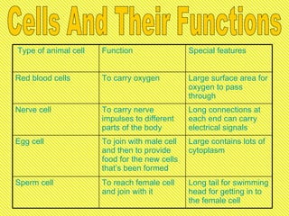 Cells And Their Functions Long tail for swimming head for getting in to the female cell To reach female cell and join with it Sperm cell Large contains lots of cytoplasm To join with male cell and then to provide food for the new cells that’s been formed Egg cell Long connections at each end can carry electrical signals To carry nerve impulses to different parts of the body Nerve cell Large surface area for oxygen to pass through To carry oxygen Red blood cells  Special features Function Type of animal cell 