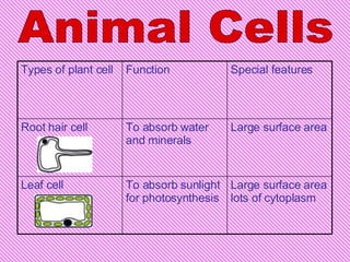 Animal Cells Large surface area lots of cytoplasm To absorb sunlight for photosynthesis Leaf cell Large surface area To absorb water and minerals Root hair cell Special features Function  Types of plant cell 