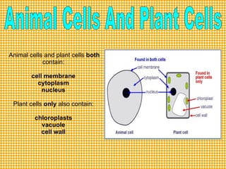 Animal Cells And Plant Cells Animal cells and plant cells  both  contain:  cell membrane  cytoplasm  nucleus  Plant cells  only  also contain:  chloroplasts  vacuole  cell wall  