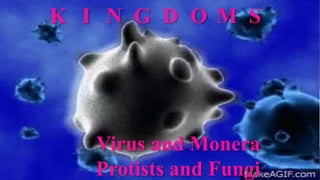 K I N G D O M S
Virus and Monera
Protists and Fungi
 