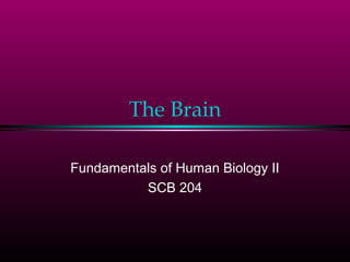 The Brain

Fundamentals of Human Biology II
          SCB 204
 