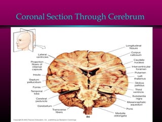 Coronal Section Through Cerebrum
 