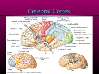 Cerebral Cortex
 
