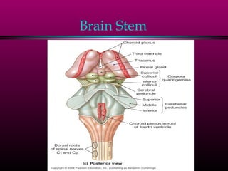 Brain Stem
