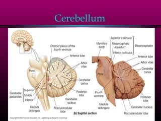 Cerebellum
 