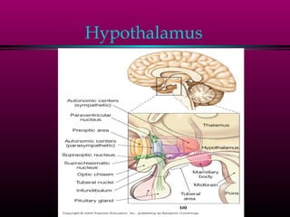 Hypothalamus