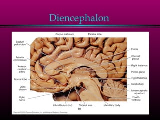 Diencephalon